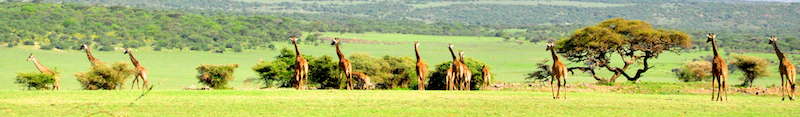 Ngorongoro Crater - Serengeti National Park